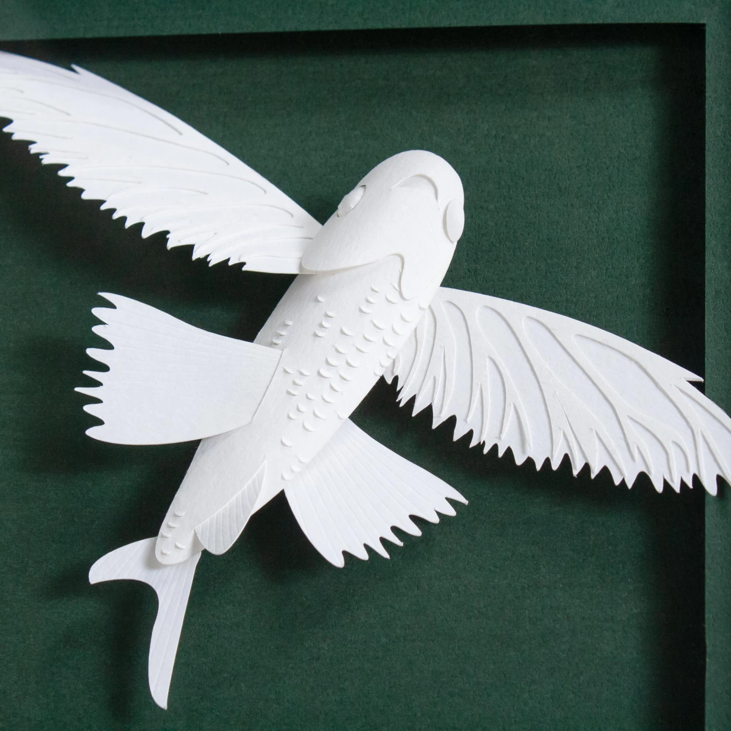 Dionis Flying Fish 5 Dionis Flying Fish - Image 5