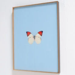 Framed Butterfly Print In Light Blue -Furniture Shop FramedButterflyPrintInLightBlue.03