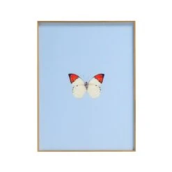 Framed Butterfly Print In Light Blue