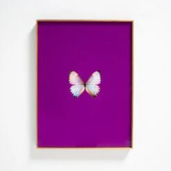 Framed Butterfly Print In Magenta 7 Framed Butterfly Print In Magenta -Furniture Shop Framed 20Butterfly 20Print 20In 20Magenta.03