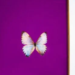 Framed Butterfly Print In Magenta 8 Framed Butterfly Print In Magenta -Furniture Shop Framed 20Butterfly 20Print 20In 20Magenta.04