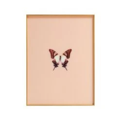 Framed Butterfly Print In Peach