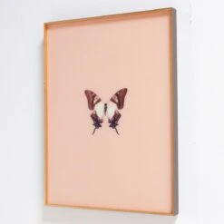 Framed Butterfly Print In Peach -Furniture Shop Framed 20Butterfly 20Print 20In 20Peach.03