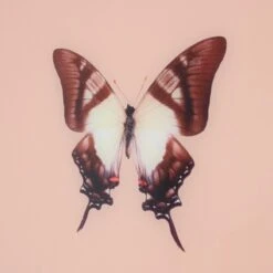 Framed Butterfly Print In Peach -Furniture Shop Framed 20Butterfly 20Print 20In 20Peach.04