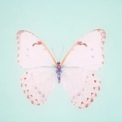 Framed Butterfly Print In Seafoam -Furniture Shop Framed 20Butterfly 20Print 20In 20Seafoam.03