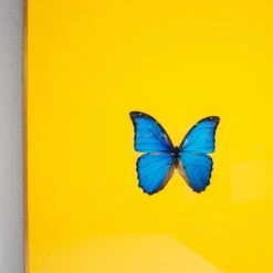 Framed Butterfly Print In Yellow -Furniture Shop Framed 20Butterfly 20Print 20In 20Yellow.04