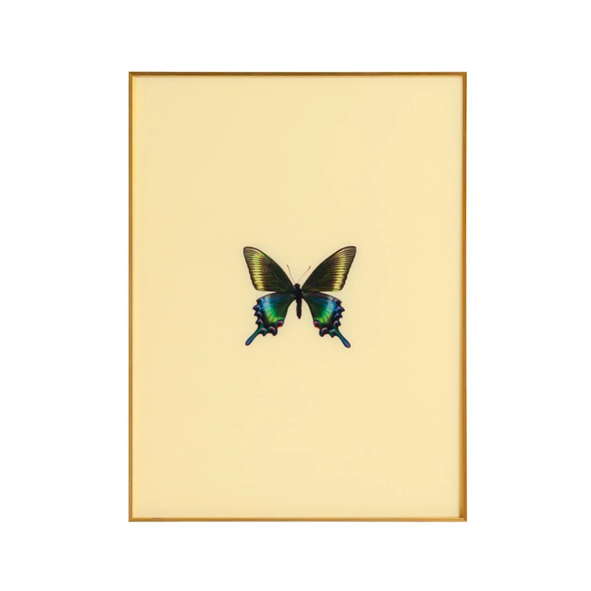 Framed Butterfly Print In Butter 1 Framed Butterfly Print In Butter