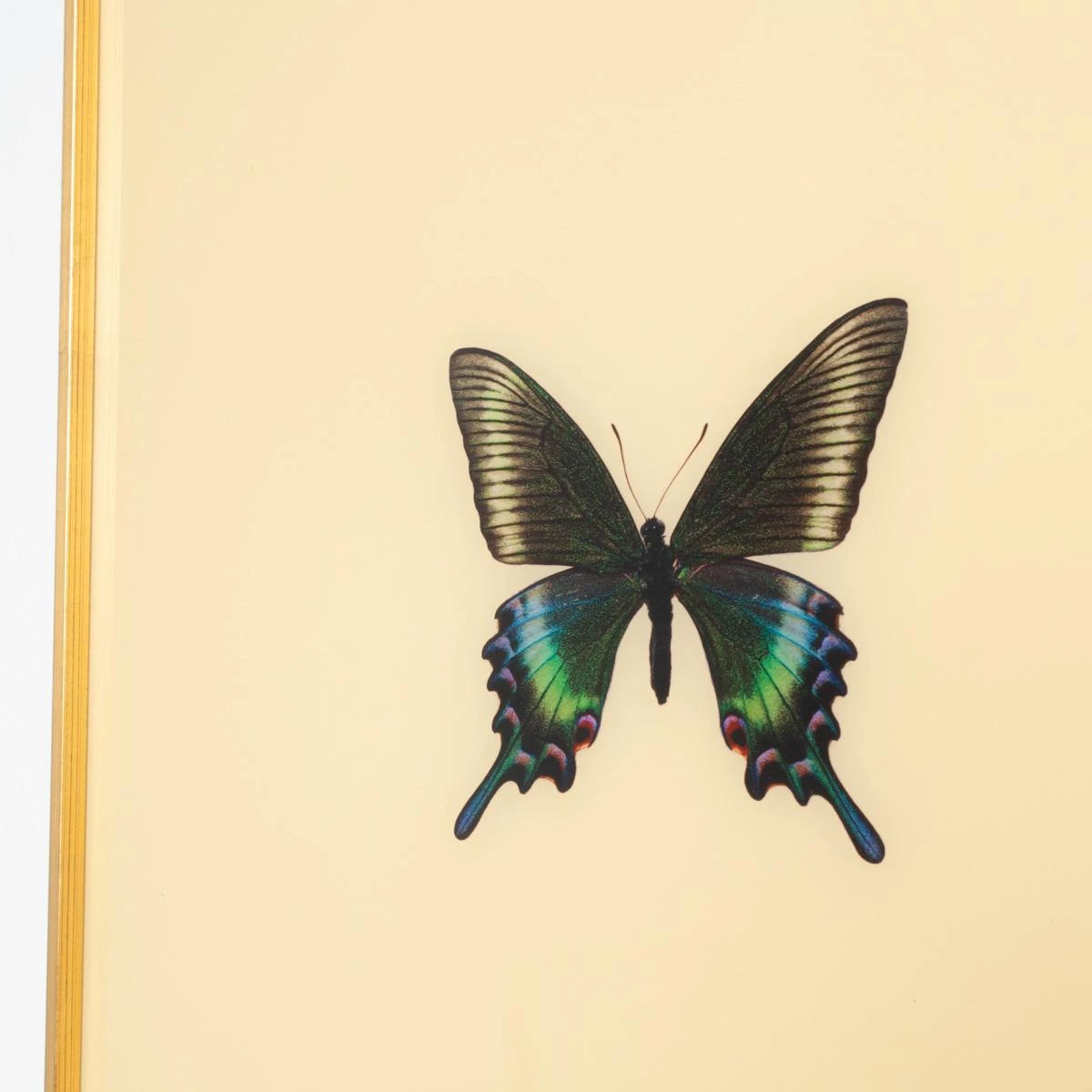 Framed Butterfly Print In Butter 2 Framed Butterfly Print In Butter - Image 2