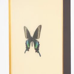 Framed Butterfly Print In Butter 6 Framed Butterfly Print In Butter -Furniture Shop Framed 20Butterfly 20Print 20in 20Butter.04