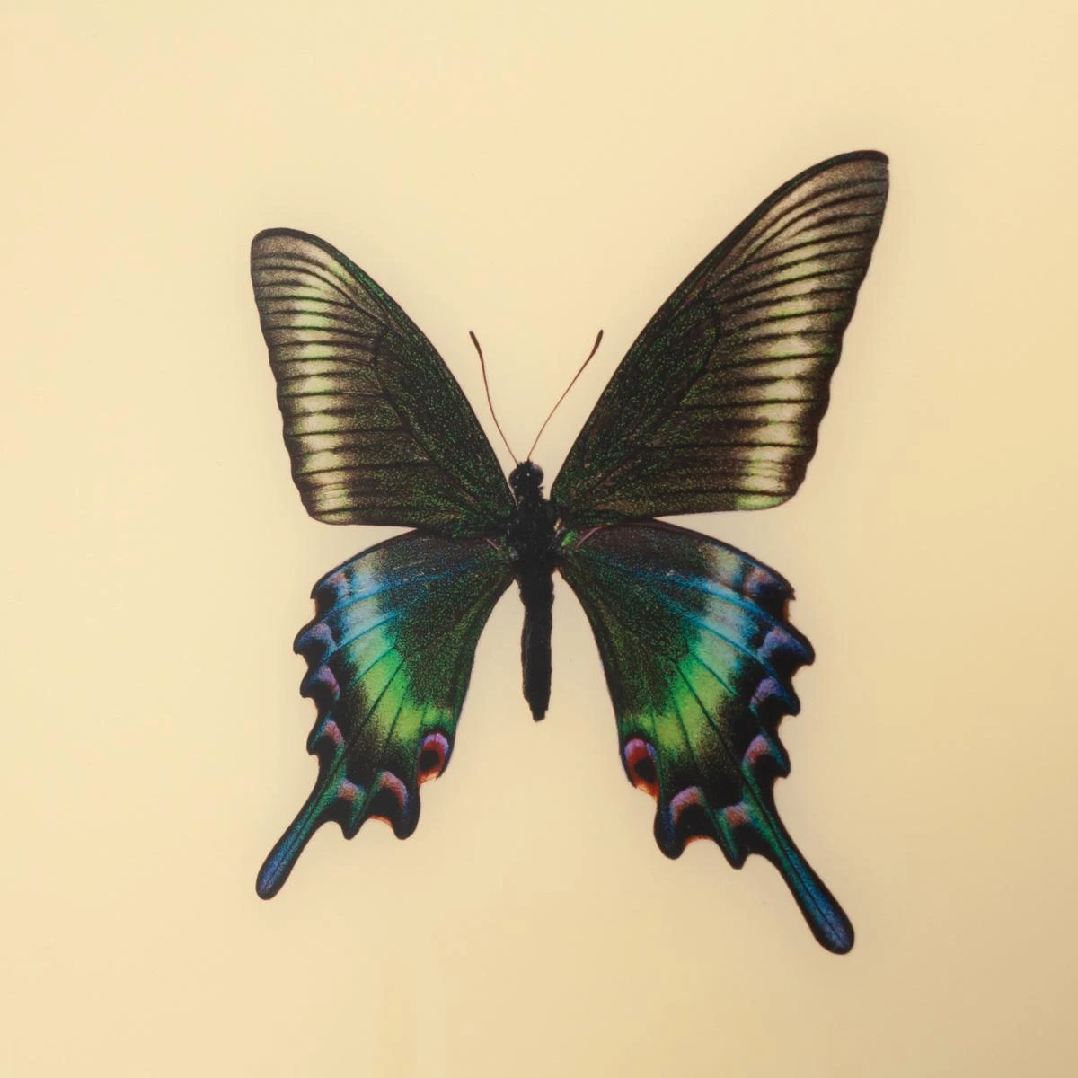 Framed Butterfly Print In Butter 4 Framed Butterfly Print In Butter - Image 4