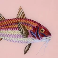Framed Fish Print In Light Coral -Furniture Shop Framed 20Fish 20Print 20in 20Light 20Coral.03