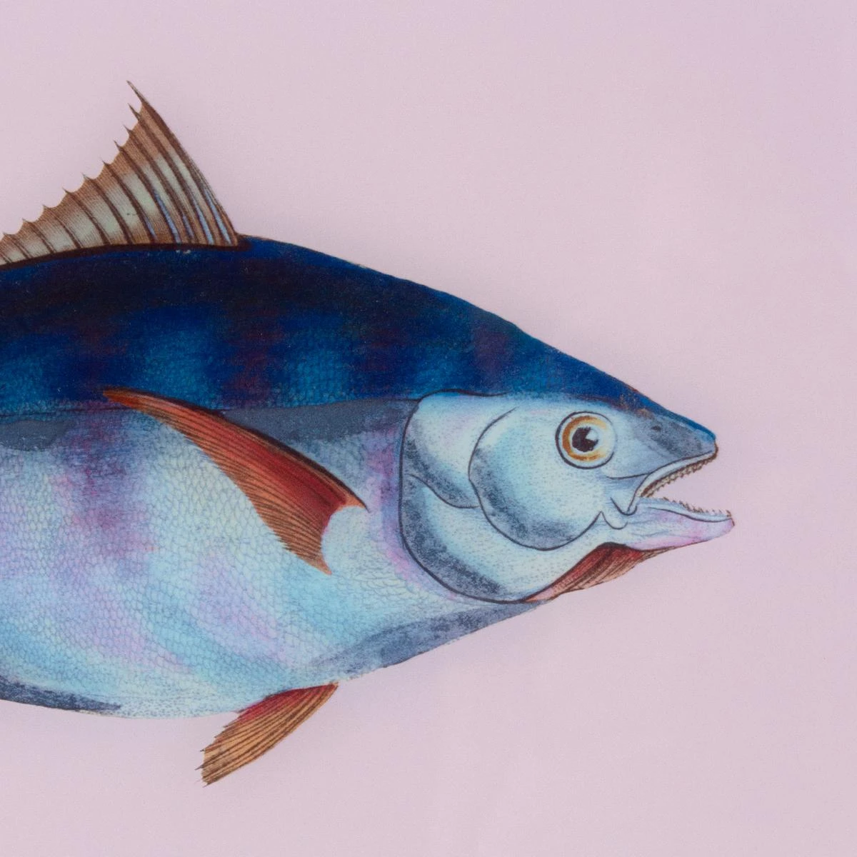 Framed Fish Print In Moonlight 4 Framed Fish Print In Moonlight - Image 4