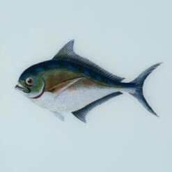 Framed Fish Print In Sea Spray -Furniture Shop Framed 20Fish 20Print 20in 20Sea 20Spray.03