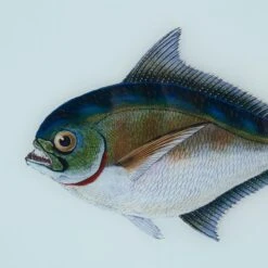 Framed Fish Print In Sea Spray -Furniture Shop Framed 20Fish 20Print 20in 20Sea 20Spray.04