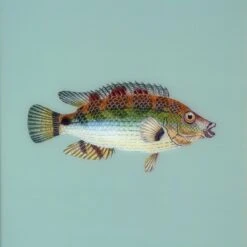 Framed Fish Print In Seagrass -Furniture Shop Framed 20Fish 20Print 20in 20Seagrass.03