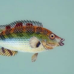 Framed Fish Print In Seagrass -Furniture Shop Framed 20Fish 20Print 20in 20Seagrass.04