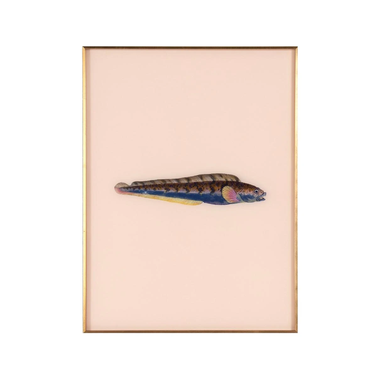 Framed Fish Print In Shell 1 Framed Fish Print In Shell