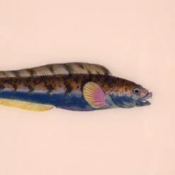 Framed Fish Print In Shell 5 Framed Fish Print In Shell -Furniture Shop Framed 20Fish 20Print 20in 20Shell.03