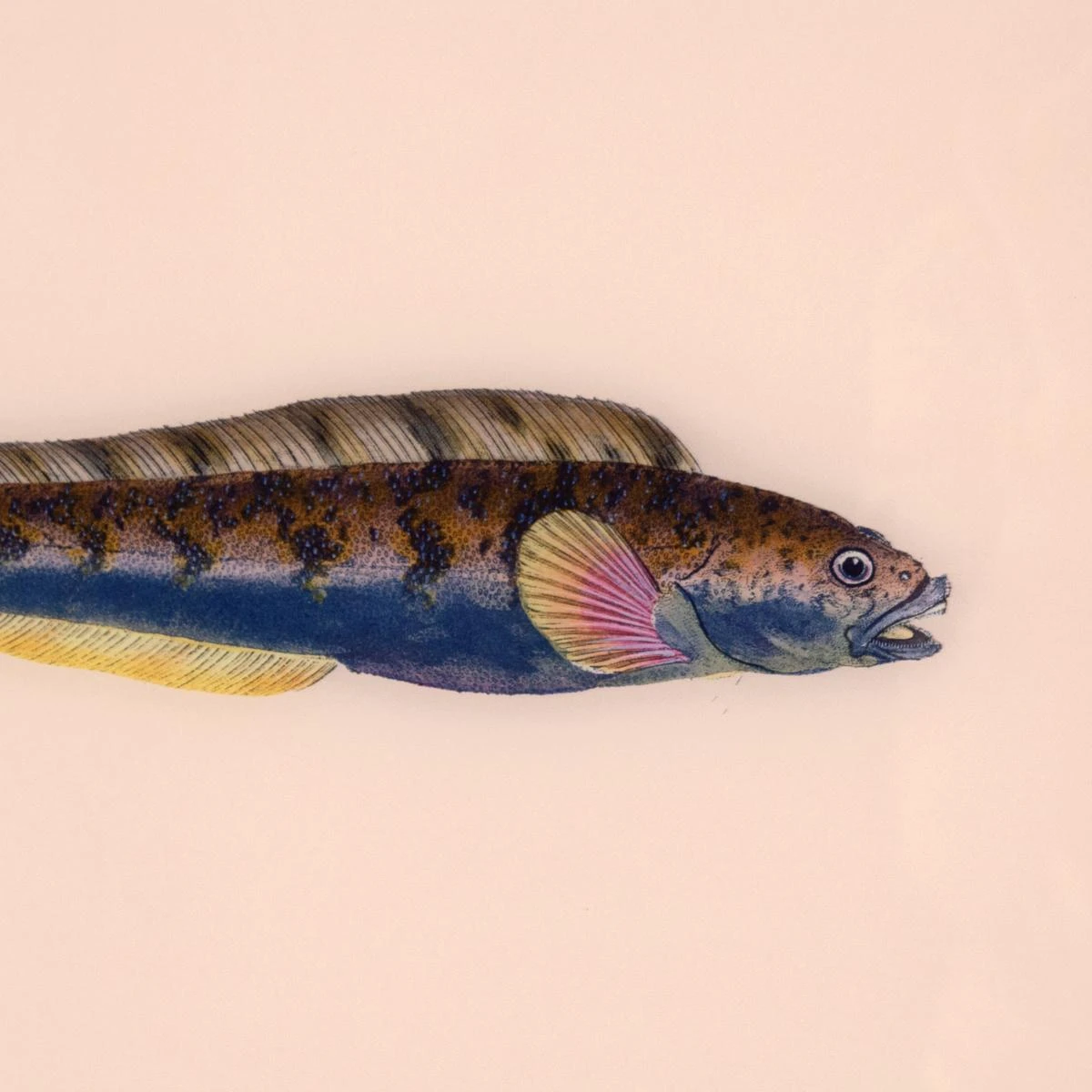 Framed Fish Print In Shell 3 Framed Fish Print In Shell - Image 3