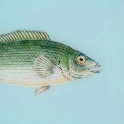 Framed Fish Print In Tide Blue -Furniture Shop Framed 20Fish 20Print 20in 20Tide 20Blue.04