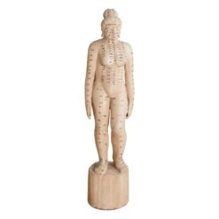 Acupuncture Figure β Woman