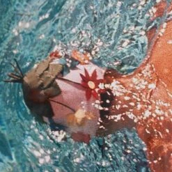 Vogue 'Women In Swimming Pool' By Fred Lyon -Furniture Shop Vogue 20 Women 20In 20Swimming 20Pool 20by 20Fred 20Lyon.04